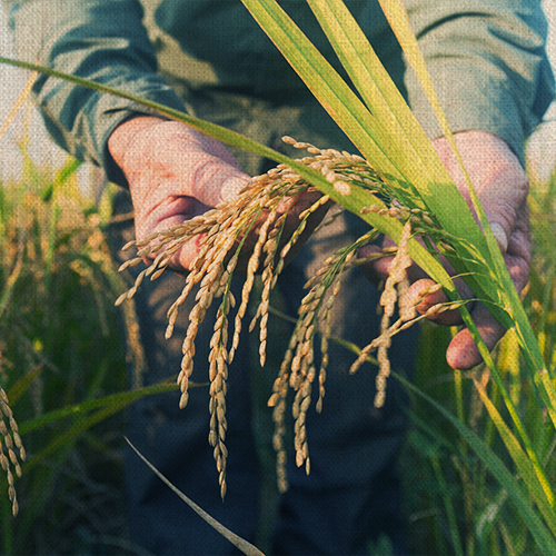 old man checking ripe rice in autumn