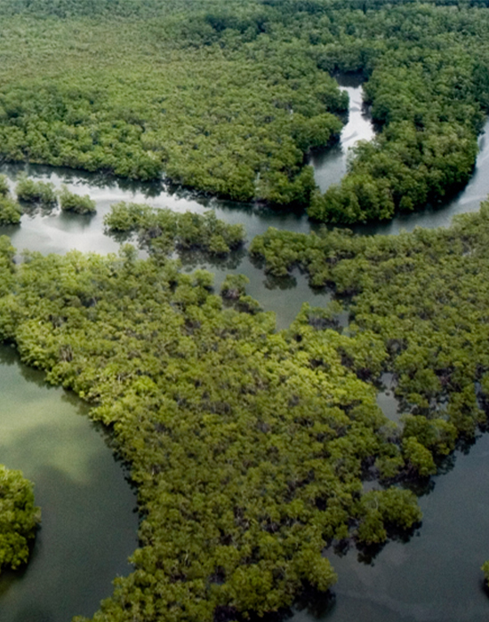 Río Amazonas imagen