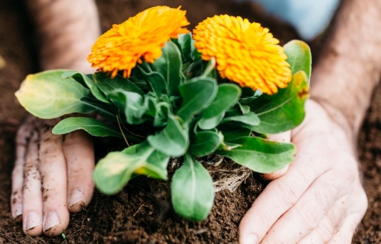 seguros-sura-7-ventajas-y-beneficios-de-la-jardineria-para-tu-salud-imagen