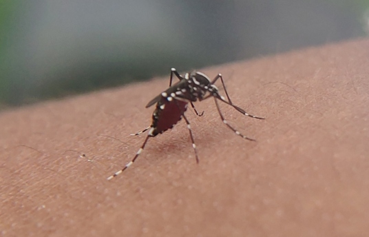 seguros-sura-el-dengue-y-el-mosquito-que-debemos-combatir-imagen