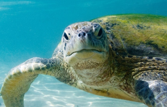 En una maleta cabe la vida de las tortugas marinas