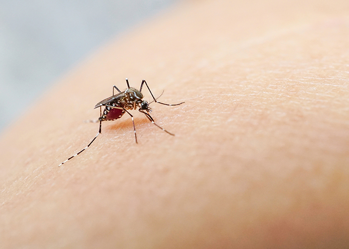 El dengue y el mosquito que debemos combatir - Seguros SURA Colombia