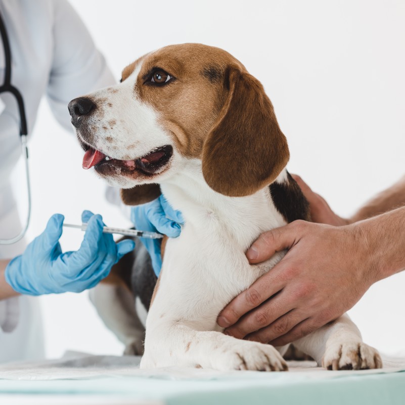 Vacunas de perro o gato: lo que debes saber