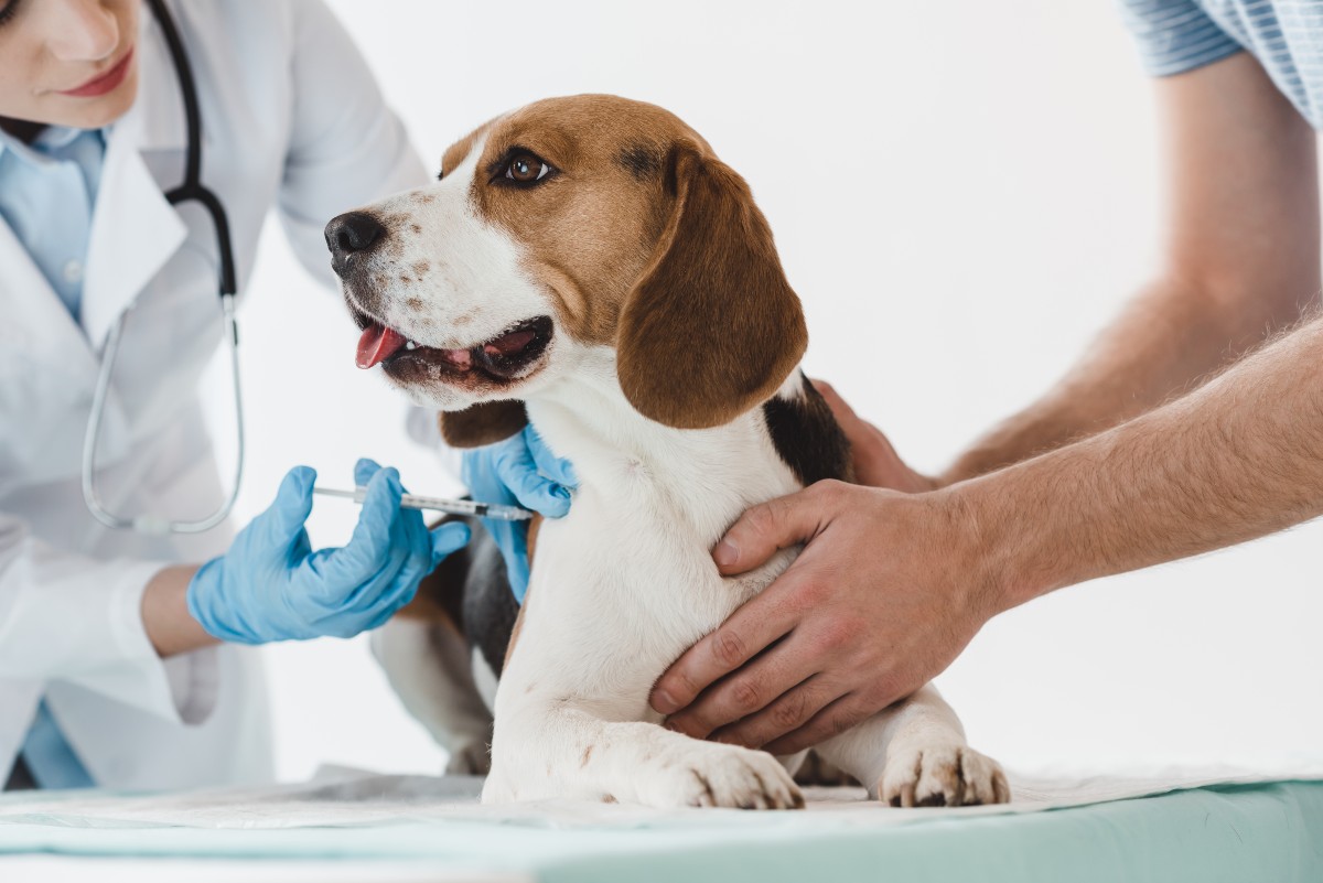Vacunas de perro o gato: lo que debes saber